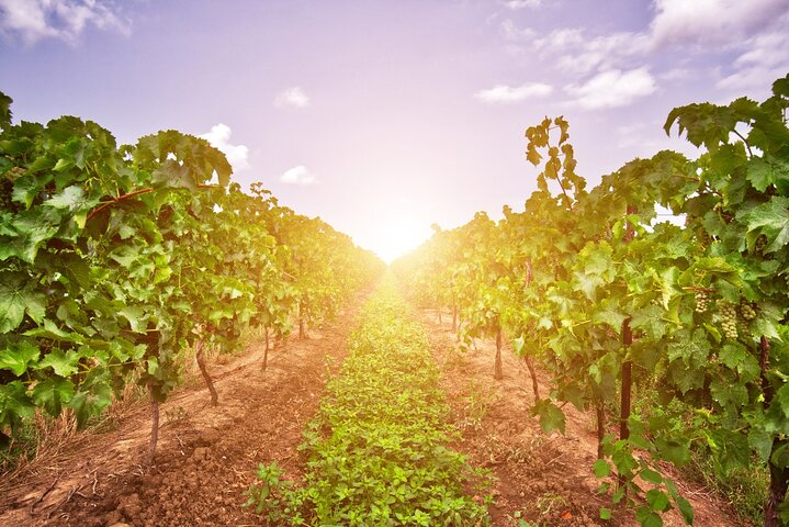 Half-Day Private Niagara County Wine Tour Experience - Photo 1 of 6